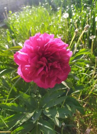 Объявление для обмена