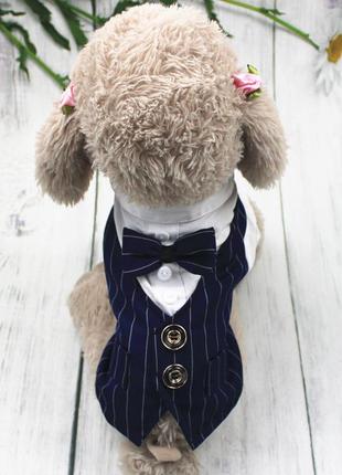 Костюм для котов и кошек pet style "джентельмен" черно-белый xs