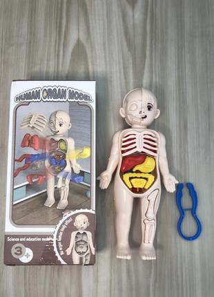 Детская развивающая игрушка "анатомия человека"