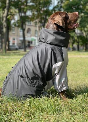 Дощовик для великих собак чорний з сiрим mb-63 фото