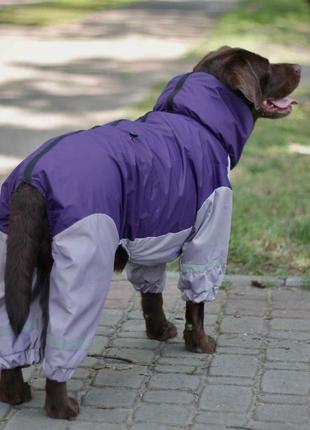 Дощовик для великих собак фіолет з сiрим mb-32 фото