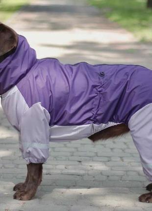 Дощовик для великих собак фіолет з сiрим mb-31 фото