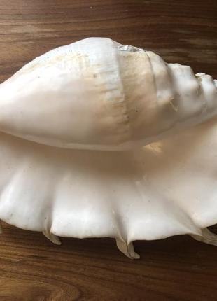 Большая океаническая раковена