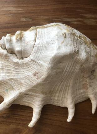 Большая океаническая раковена