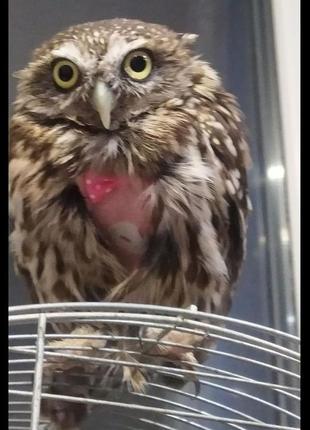 Пелюшки підгузники підгузки памперси памперс для птахів папуг папуги голуба ворони сороки сови ара