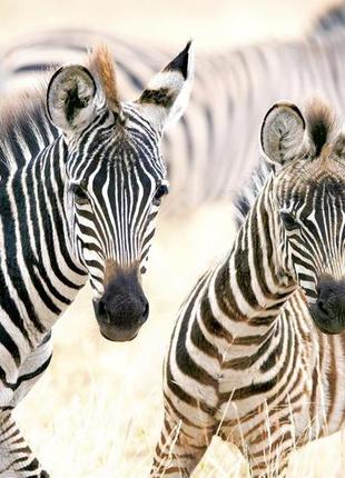 Пазл castorland 1000 молодые зебры