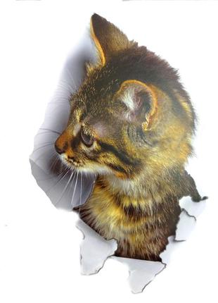 Интерьерная наклейка cd кошка xh2002 25х16,5см1 фото
