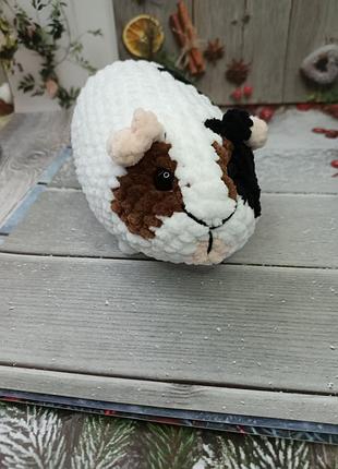 Мурчаки, морские свинки