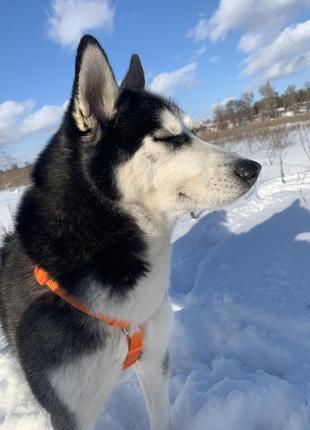 Шлейка для собак trixie + поводок4 фото