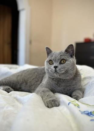 Кошка,британка голубого окраса7 фото