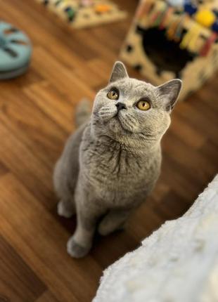 Кошка,британка голубого окраса9 фото