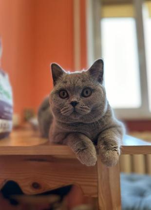 Кошка,британка голубого окраса3 фото