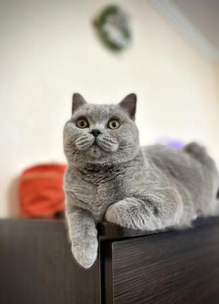 Кошка,британка голубого окраса5 фото