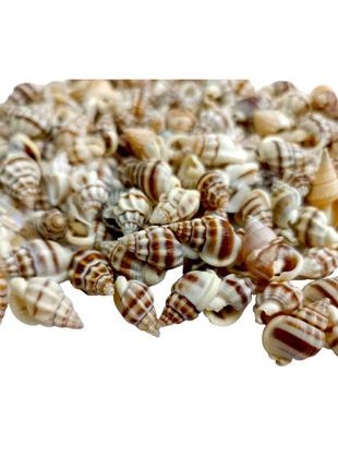 Мушля морський натуральний равлик колір кремовий 100 гр4 фото