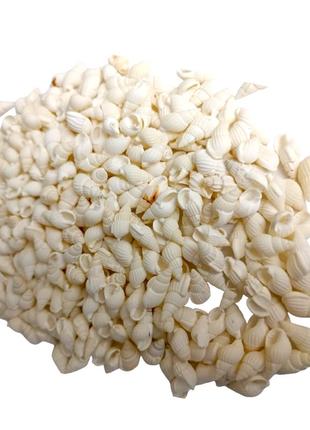 Мушля морська натуральна равлик колір білого рису 100 гр2 фото