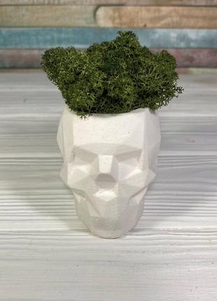Декор. кашпо у формі черепа з живим мохом1 фото