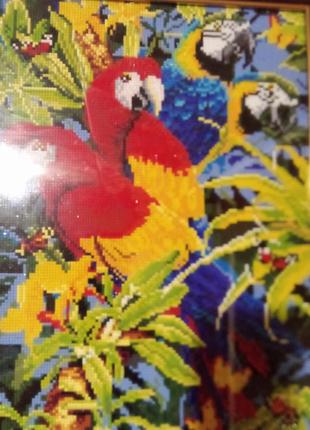 Яркие попугаи1 фото