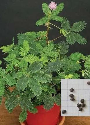 ‼️розпродаж мімоза сором'язлива/мимоза стыдливая семена/насіння