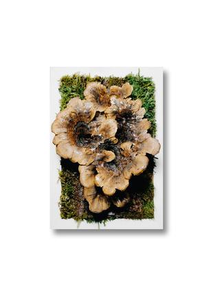 Справжній гриб трутовик траметес різнобарвний в білій рамці, фіто картина з стабілізованого моху і грибів