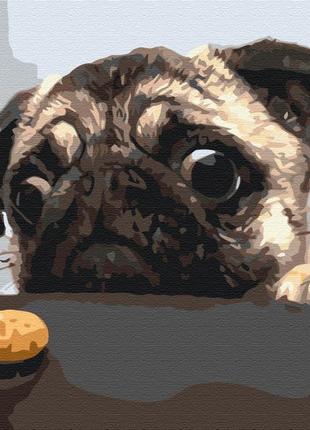 Картина по номерам 40х50 на деревянном подрамнике "мопс" bs8765