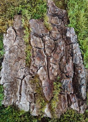 Фито картина кора дерева, текстура дерева в рамке, лесной настенный декор, композиция из мха6 фото