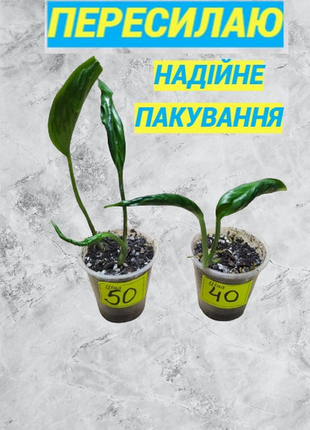 Епіпремнум godzilla (epipremnum godzilla)