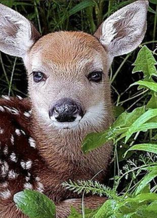 Алмазная мозаика на подрамнике детеныш косули 30х40 см (heg86027)