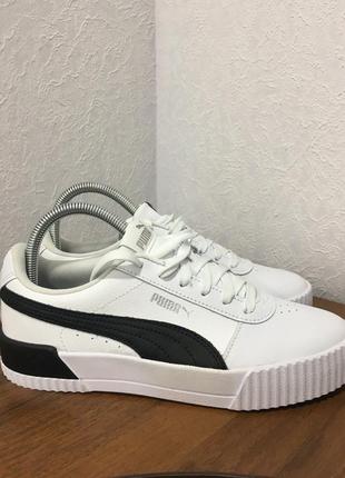 Puma carina l