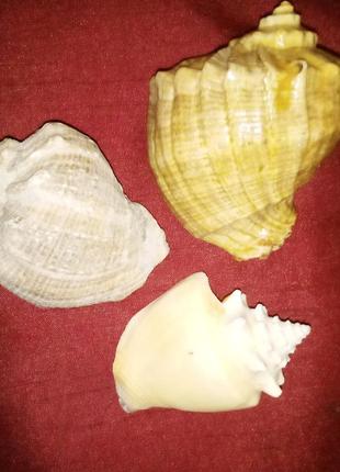 Комплект ракушек для аквариума 2