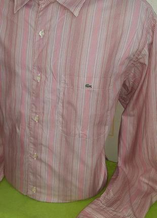 Розовая рубашка в разноцветную полоску lacoste,💯 оригинал, молниеносная отправка2 фото