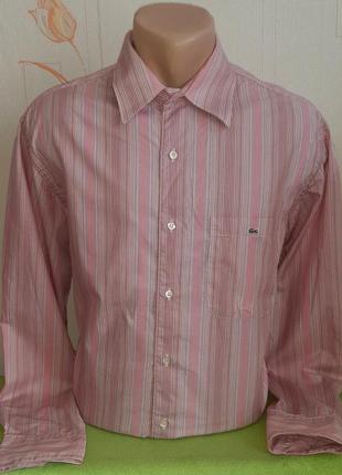 Розовая рубашка в разноцветную полоску lacoste,💯 оригинал, молниеносная отправка