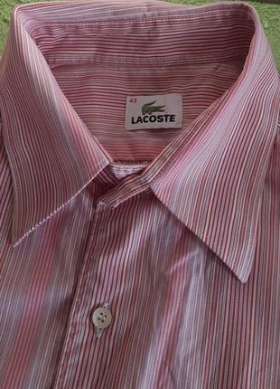 Розовая рубашка в разноцветную полоску lacoste,💯 оригинал, молниеносная отправка4 фото