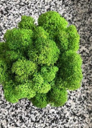 Кашпо з мохом гіпсове minature moss ягель зелений2 фото