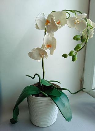 Орхідея яка ніколи не зів'яне1 фото