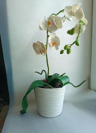 Орхідея яка ніколи не зів'яне2 фото