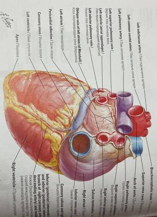 Атлас з анатомії людини ф.неттера8 фото