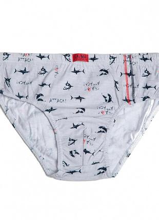 Хлопковые трусы для мальчика b 504 sd