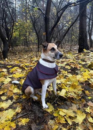 Весняний одяг для собак з ім'ям улюбленця безкоштовно7 фото