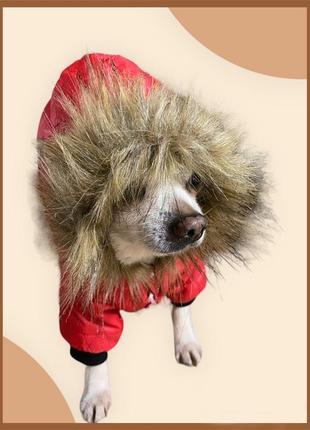 Куртка для собак