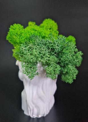 Кашпо принцеса стабілізований зелений мох подарунок до 8 березня декор мох в кашпо6 фото