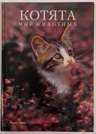 Шнек маркус. котята (животный мир)1 фото