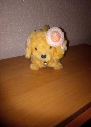 Мила собачка