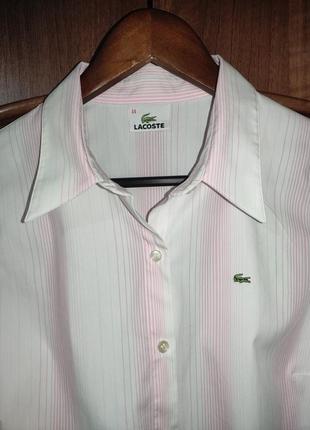 Стильна котонова сорочка у смужку lacoste10 фото