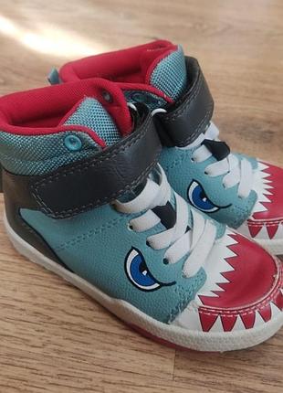 Черевички акула, 25