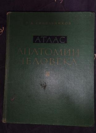 Атлас синелевая, анатомия человека
