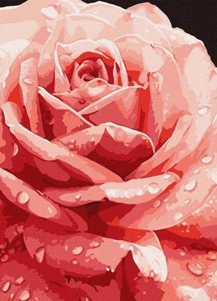 Картина за номерами ідеальна троянда 40х40см, в термопакеті, ідейка, кно32361 фото