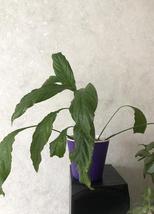 Денежное дерево,спатифилум 8