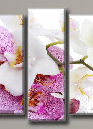 Модульная картина на холсте из 5-ти частей "орхидея на стекле"