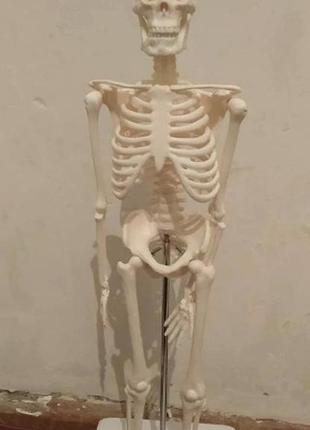 Велика модель скелета resteq деталізована фігурка скелета анатомічний скелет людини 45см8 фото
