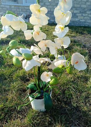 Орхідея2 фото